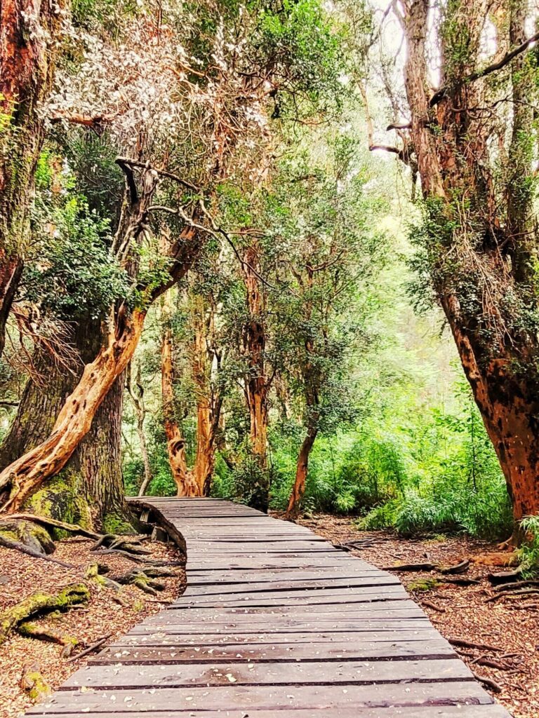 sendero de arrayanes en bariloche